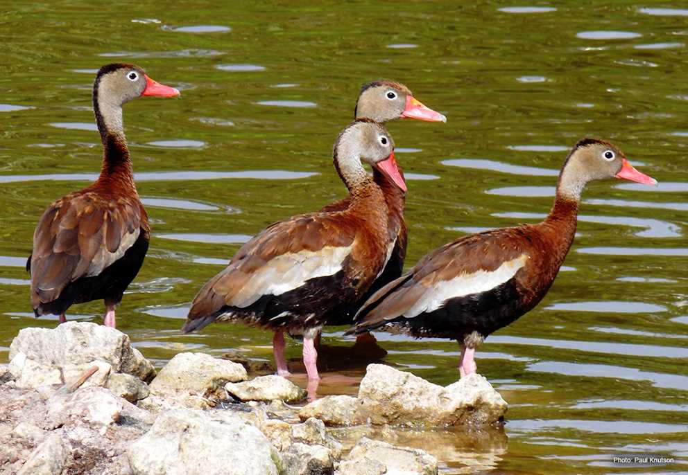 Black-bellied Whistling-Duck Image
